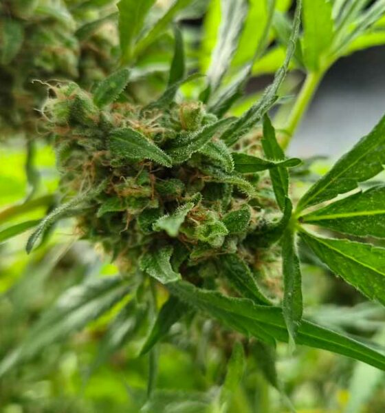 Produzione di cannabis terapeutica in Corea del Sud