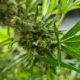 Produzione di cannabis terapeutica in Corea del Sud