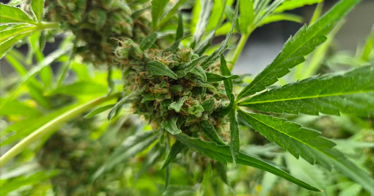 Produzione di cannabis terapeutica in Corea del Sud