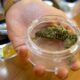 Distribuzione di cannabis nelle farmacie in Svizzera