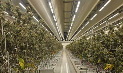 Relazione sulla cannabis legale nei Paesi Bassi