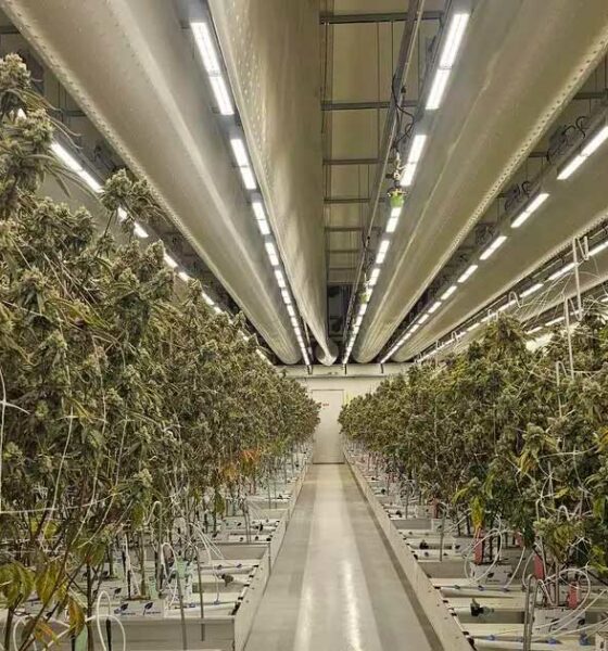 Relazione sulla cannabis legale nei Paesi Bassi