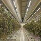 Relazione sulla cannabis legale nei Paesi Bassi