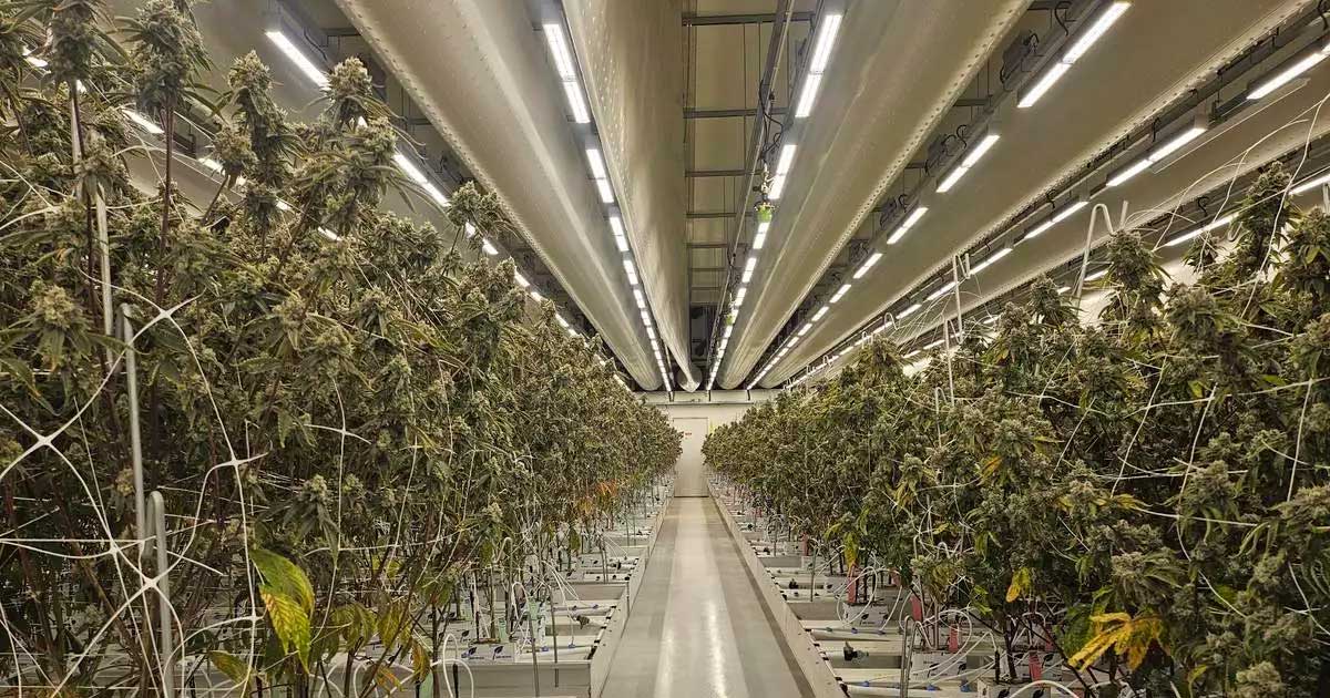 Relazione sulla cannabis legale nei Paesi Bassi