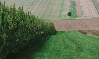 Esportazione di canapa industriale dalla Francia