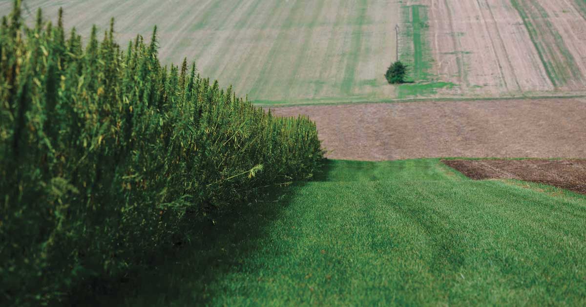 Esportazione di canapa industriale dalla Francia