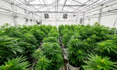 Un laboratorio di cannabis terapeutica in Costa Rica