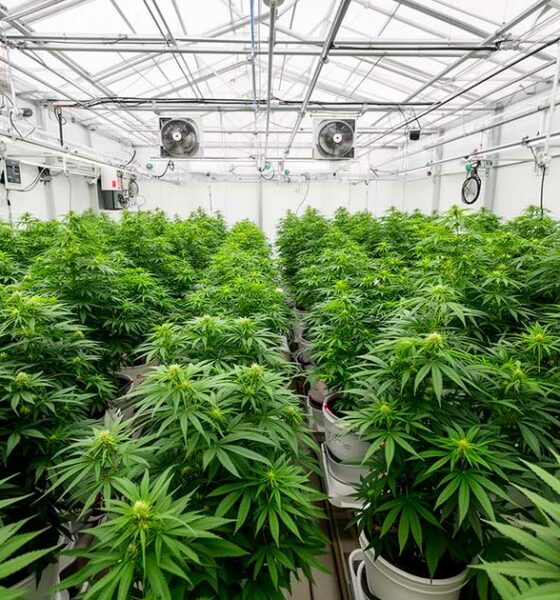 Un laboratorio di cannabis terapeutica in Costa Rica
