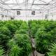 Un laboratorio di cannabis terapeutica in Costa Rica