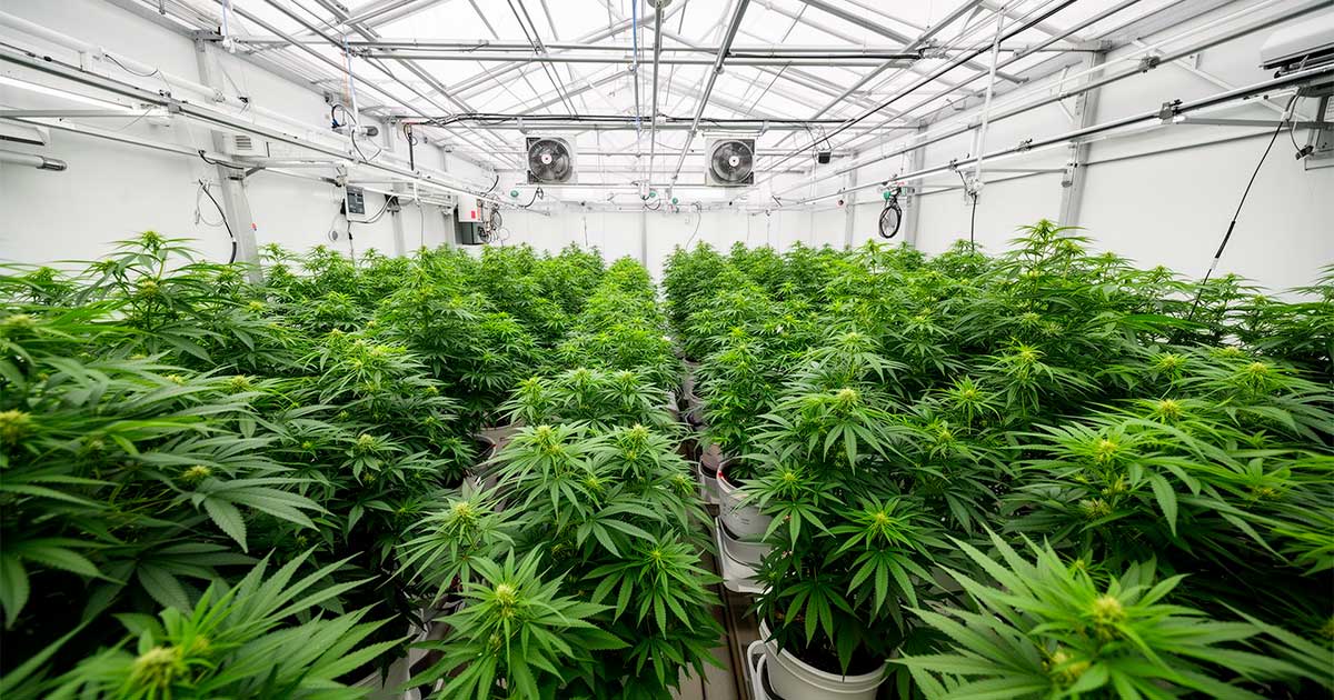 Un laboratorio di cannabis terapeutica in Costa Rica