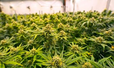 Paesi che hanno legalizzato la cannabis terapeutica prima della Francia
