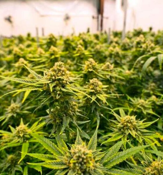 Paesi che hanno legalizzato la cannabis terapeutica prima della Francia