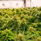 Paesi che hanno legalizzato la cannabis terapeutica prima della Francia