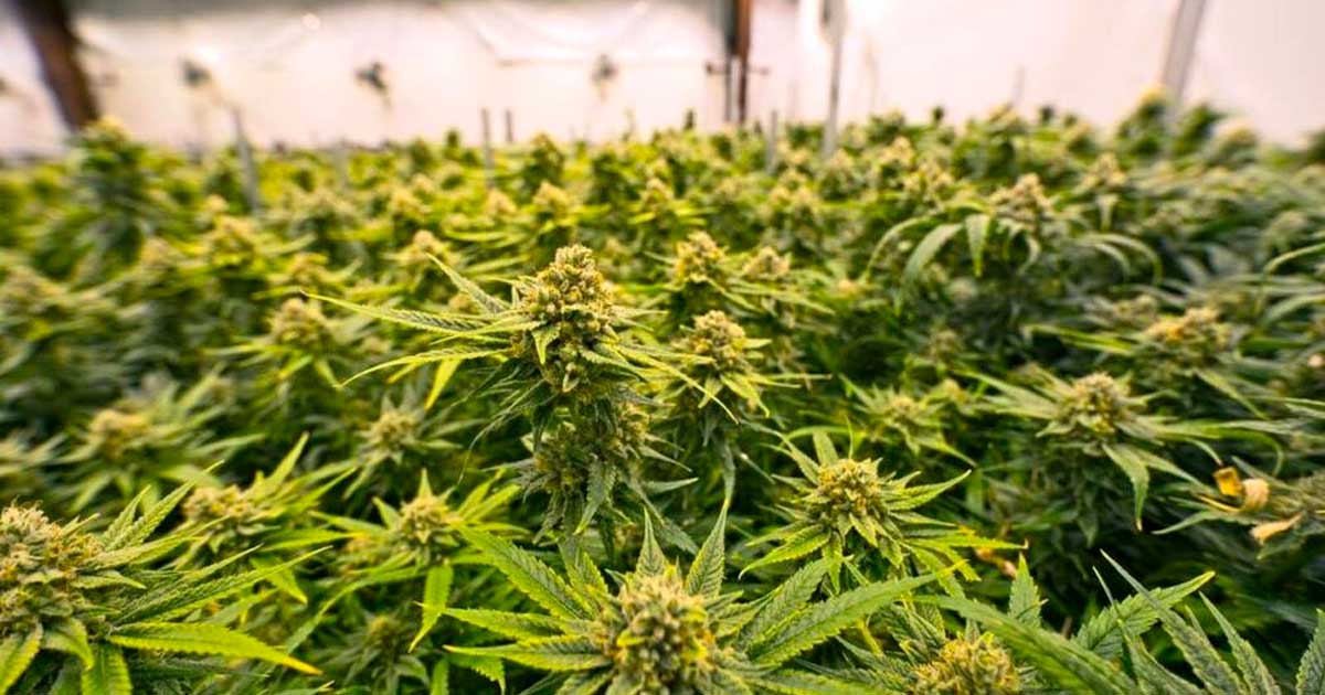 Paesi che hanno legalizzato la cannabis terapeutica prima della Francia