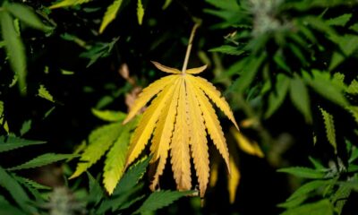 Programma di LFI sulla cannabis