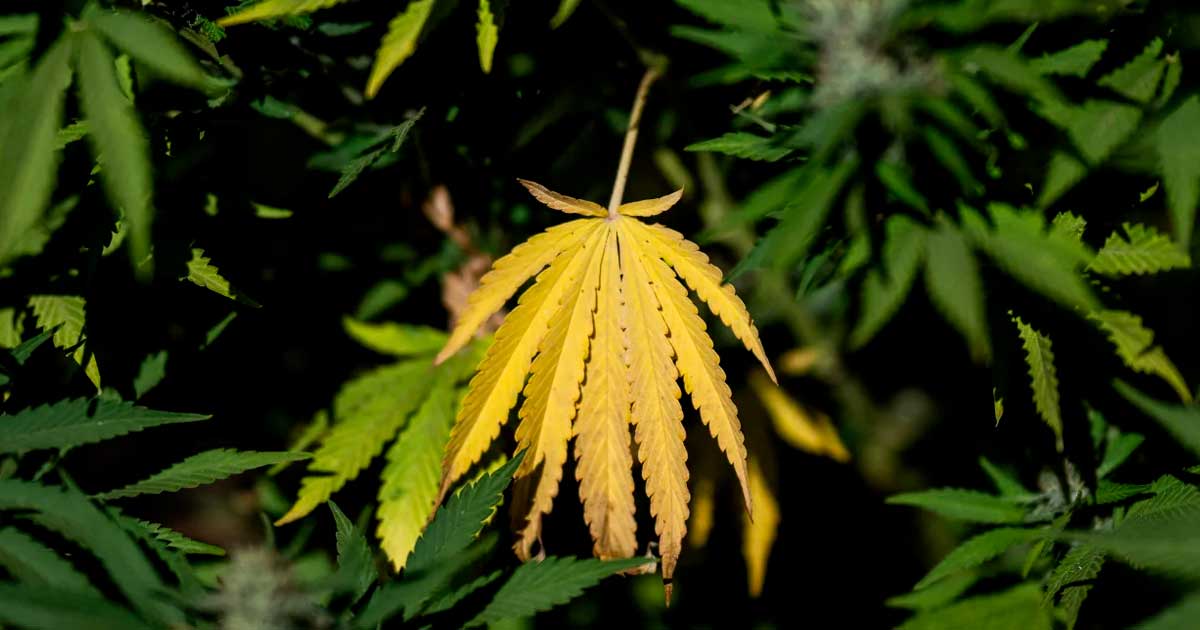 Programma di LFI sulla cannabis
