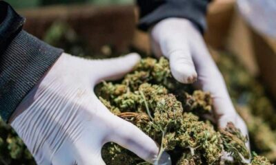 Normativa sulla cannabis terapeutica in Albania