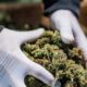 Normativa sulla cannabis terapeutica in Albania
