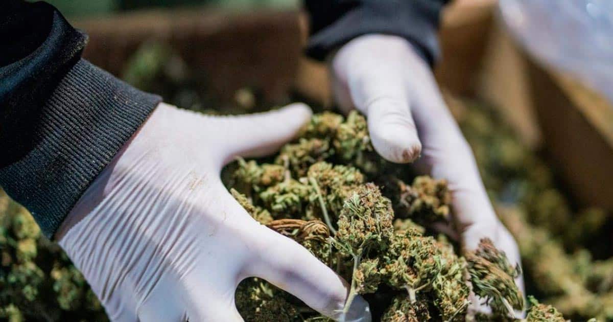 Normativa sulla cannabis terapeutica in Albania