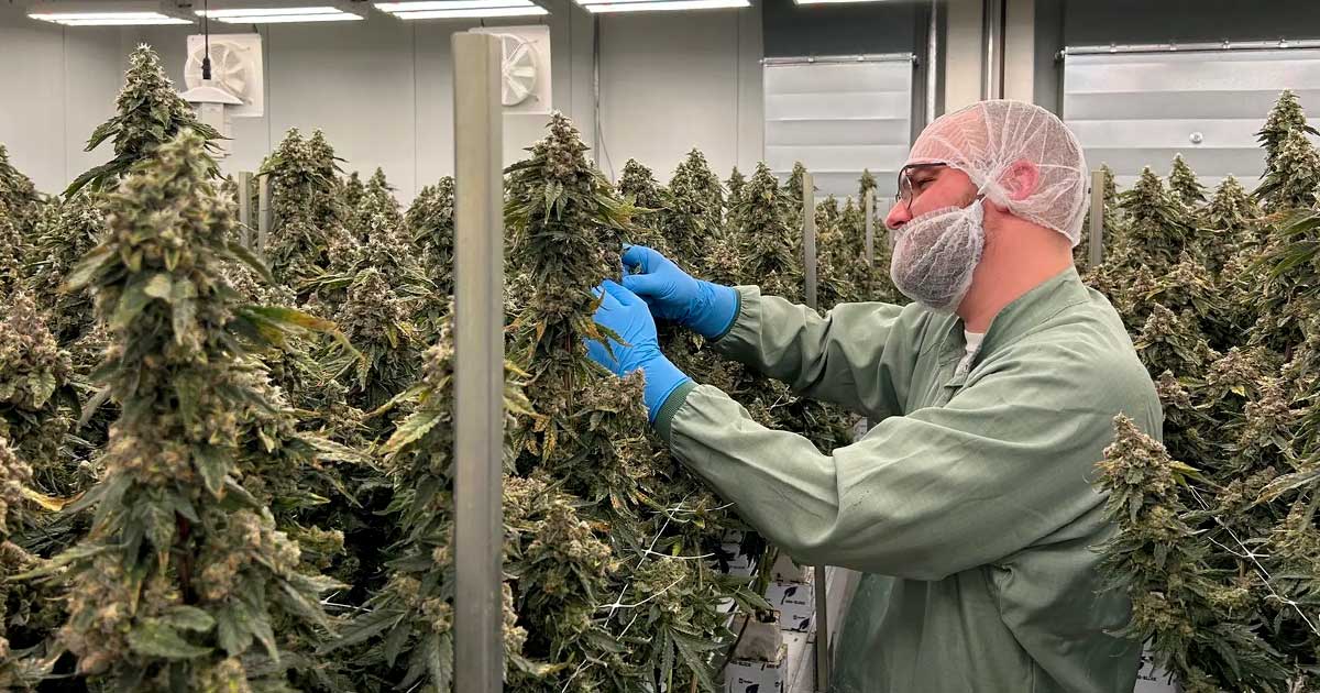 Aurora Cannabis Horizon