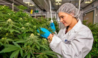 Quinta produzione commerciale di cannabis in Canada