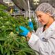 Quinta produzione commerciale di cannabis in Canada