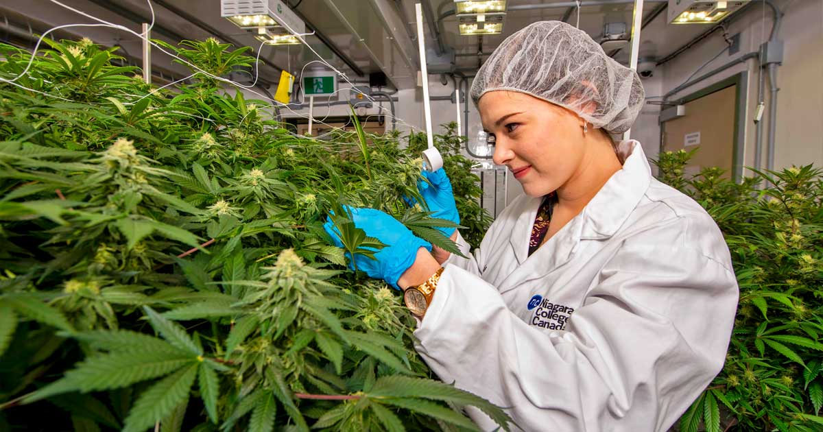 Quinta produzione commerciale di cannabis in Canada