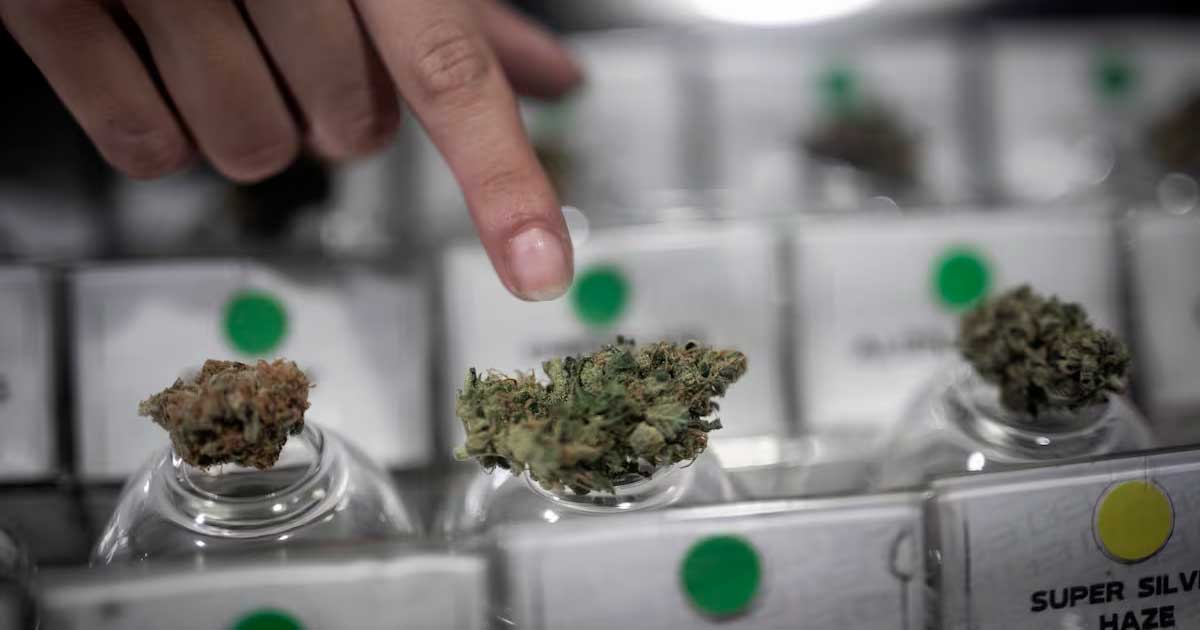 Cannabis Club in Cile