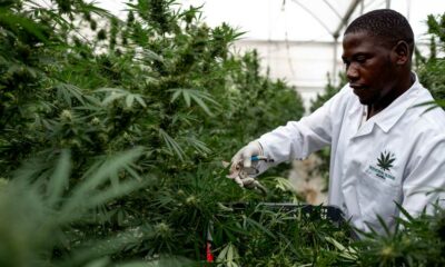 Cannabis terapeutica in Uganda