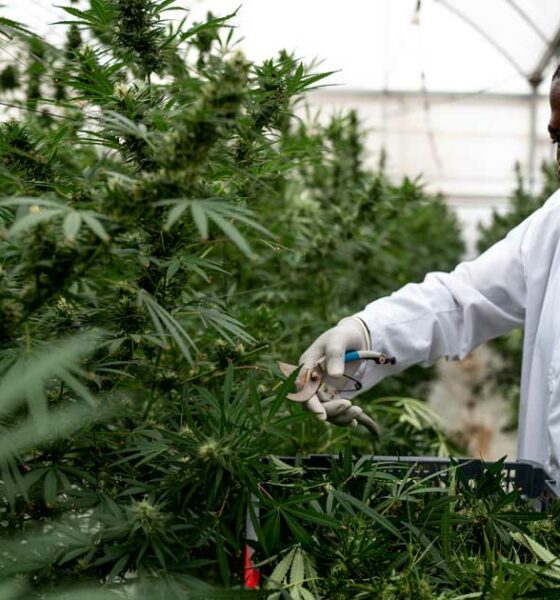 Cannabis terapeutica in Uganda