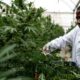 Cannabis terapeutica in Uganda