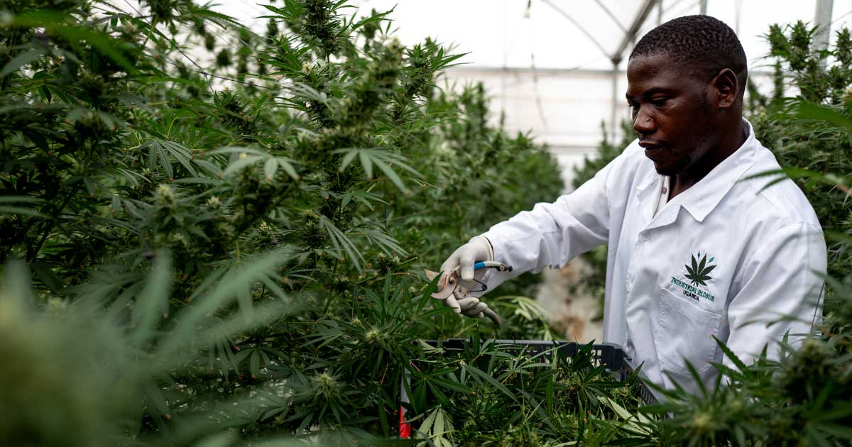 Cannabis terapeutica in Uganda