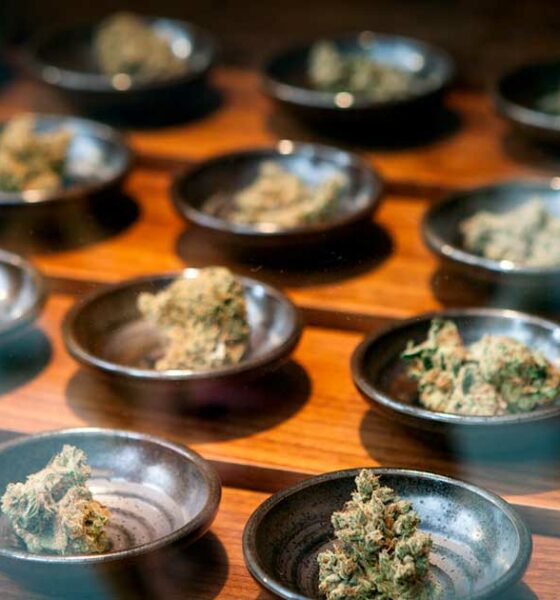 Aziende che operano nel settore della cannabis terapeutica negli Stati Uniti
