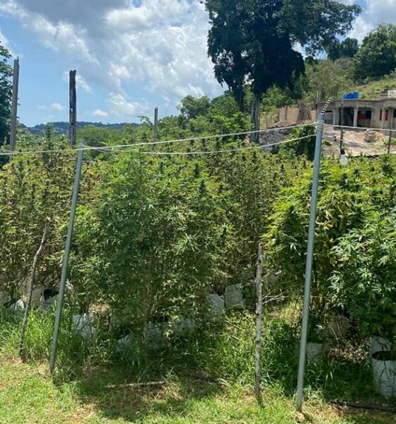 Coltivatori di cannabis in Giamaica