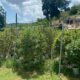 Coltivatori di cannabis in Giamaica