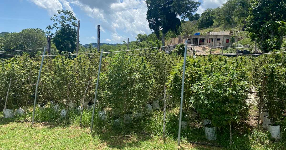 Coltivatori di cannabis in Giamaica
