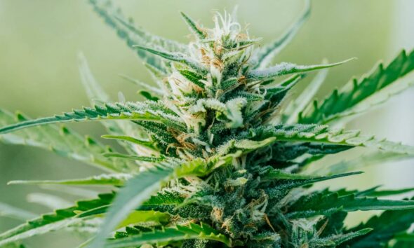 I fiori di canapa davanti alla Corte costituzionale italiana