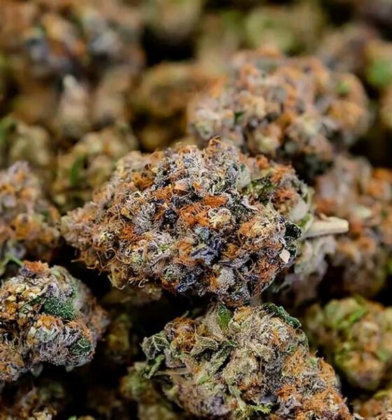 Proposta di legge sul CBD in Francia