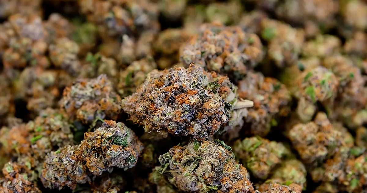 Proposta di legge sul CBD in Francia