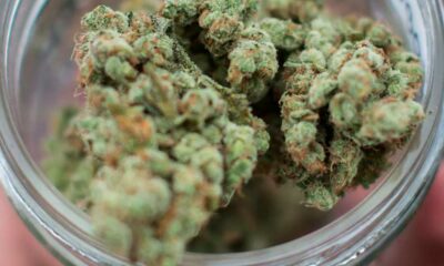 Overdose da cannabis nel rapporto 2026 della DEA