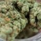 Overdose da cannabis nel rapporto 2026 della DEA