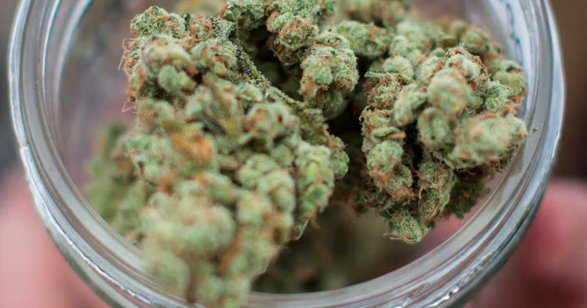 Overdose da cannabis nel rapporto 2026 della DEA