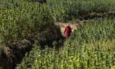 Raccolta di cannabis in Marocco nel 2026
