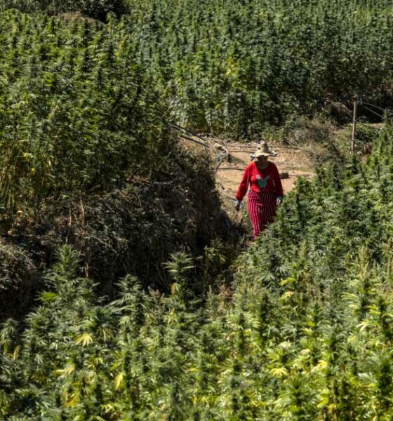 Raccolta di cannabis in Marocco nel 2026