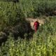 Raccolta di cannabis in Marocco nel 2026