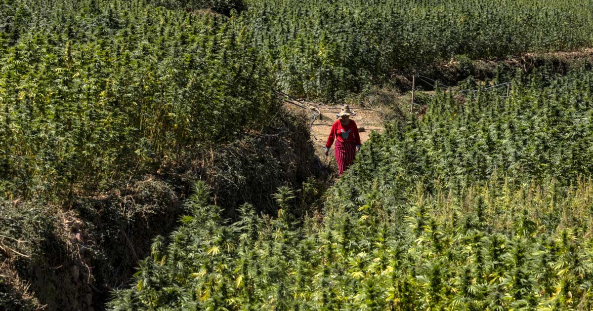 Raccolta di cannabis in Marocco nel 2026