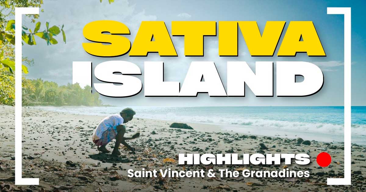 Le varietà Sativa di Saint Vincent e Grenadine