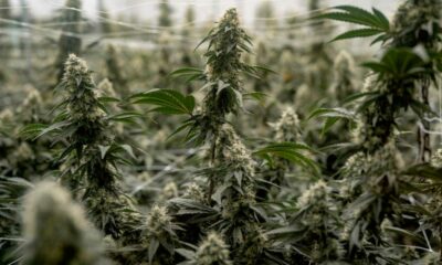 Sospensione della riclassificazione della cannabis negli Stati Uniti