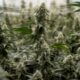 Sospensione della riclassificazione della cannabis negli Stati Uniti