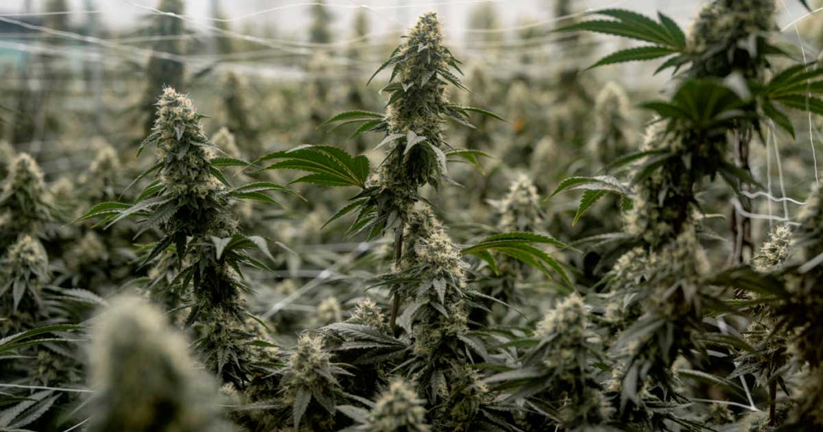 Sospensione della riclassificazione della cannabis negli Stati Uniti
